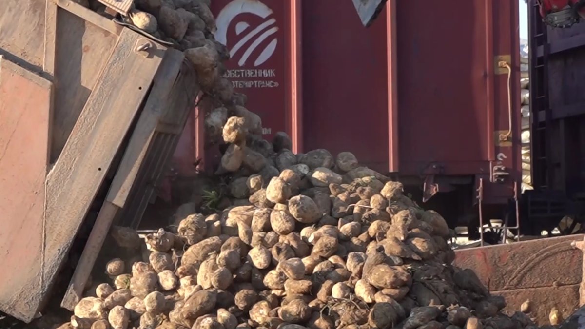 Жамбылдық шаруалар қант қызылшасын өткізе алмай шығынға батуда