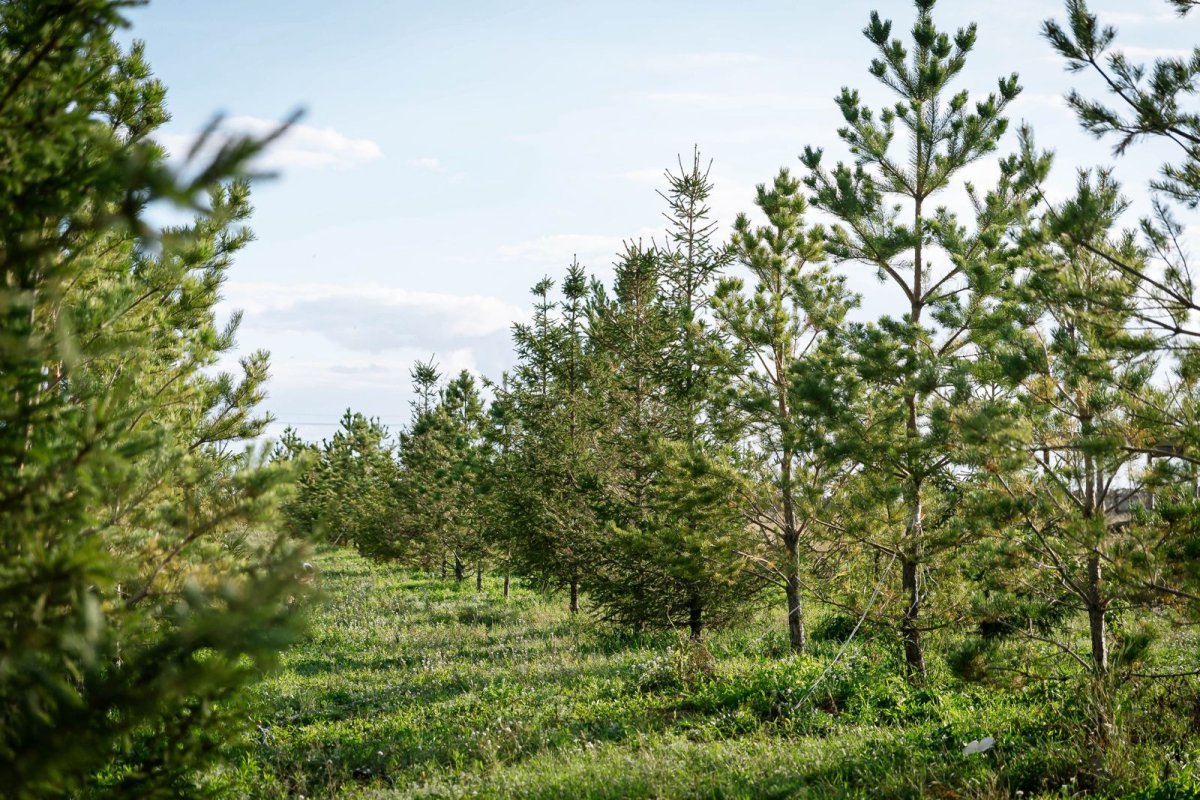 Что такое целевое назначение земли: полезная информация для покупателей участков в Косшы