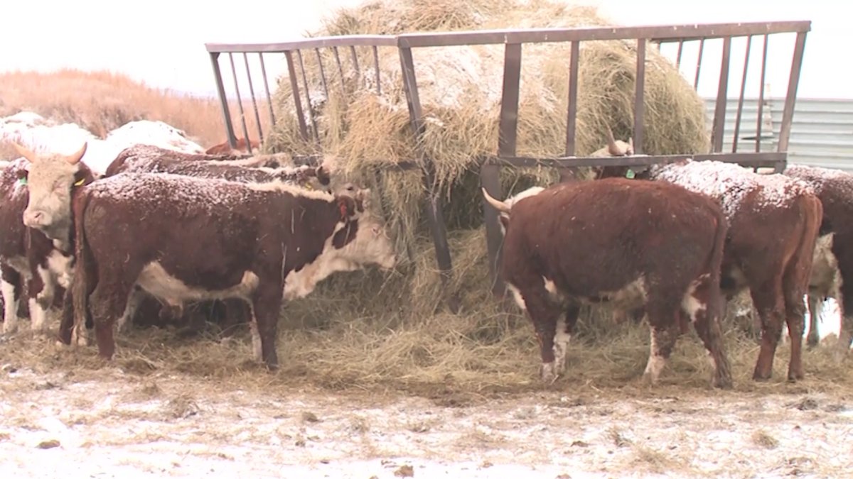 Бруцеллез выявили у 95 коров в Костанайской области