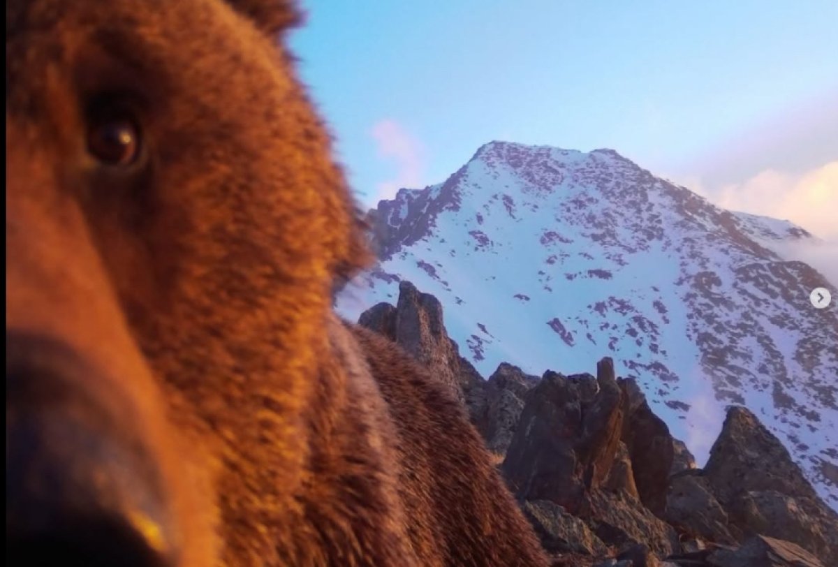 Медведь попал в фотоловушку в Катон-Карагайском нацпарке