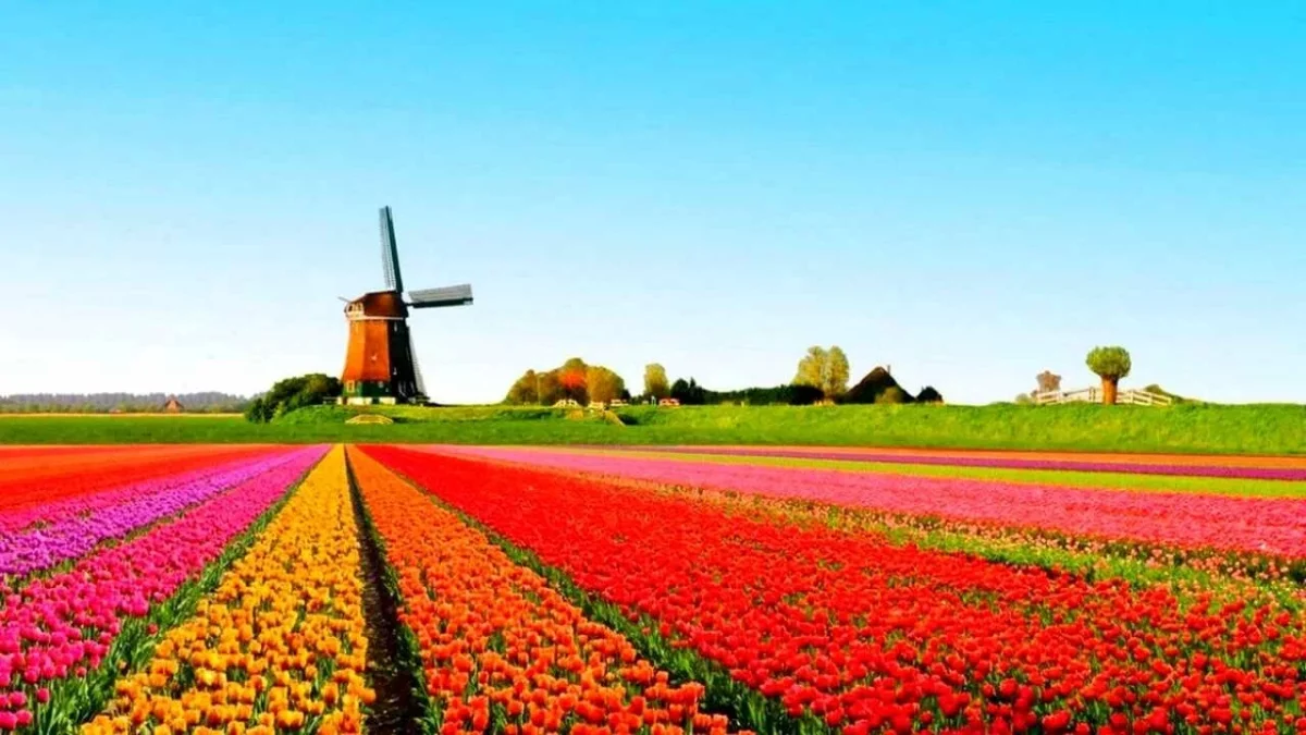 Нидерландта «Ұлттық қызғалдақтар күні» мерекесі басталды