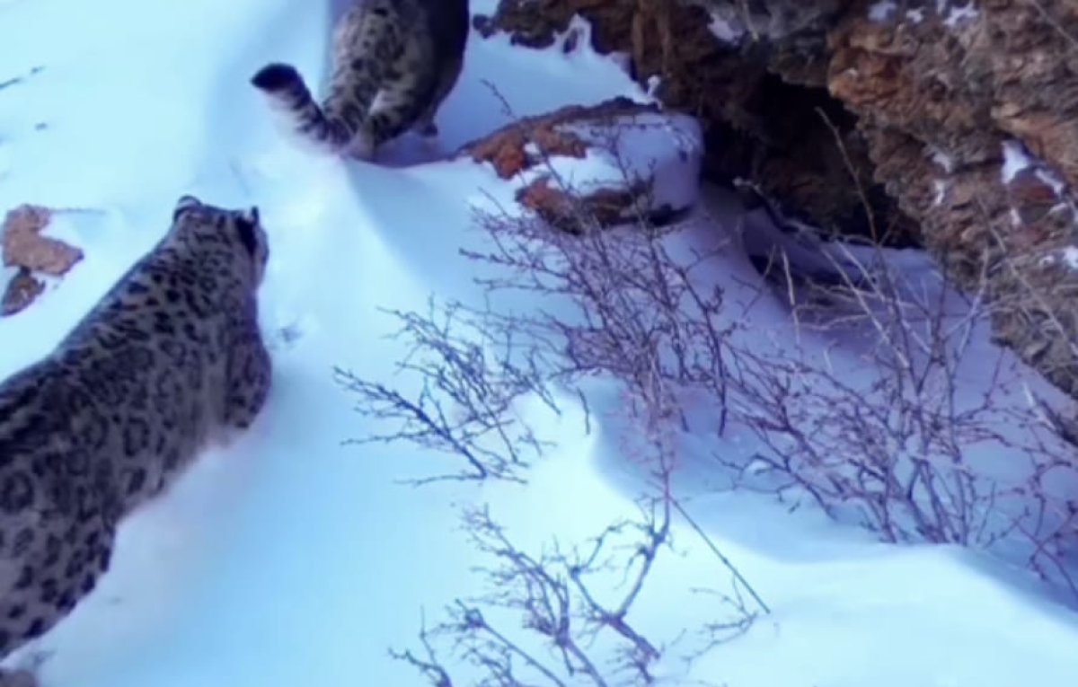 Пару снежных барсов заметили в нацпарке на юге Казахстана