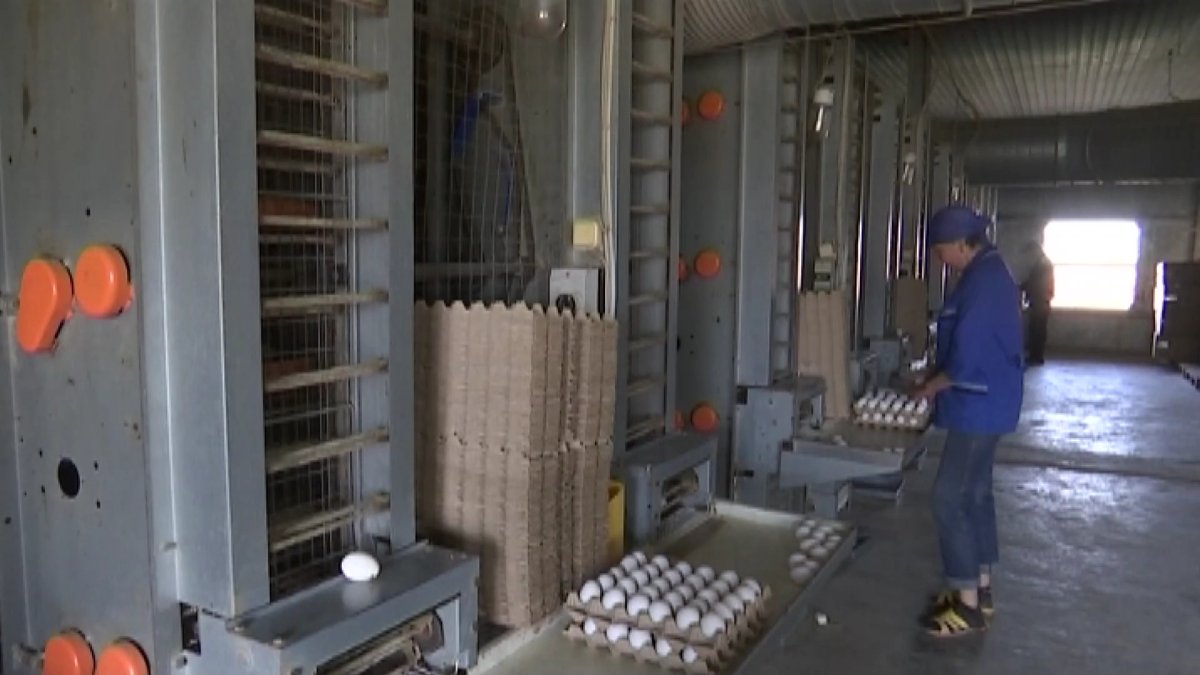 БҚО-дағы құс фермасында 126 мың тауық қырылып қалды