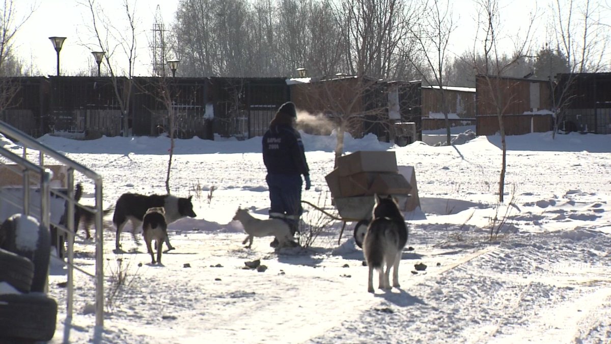 Астанада 9 мың қаңғыбай ит пен мысыққа микрочип салынды