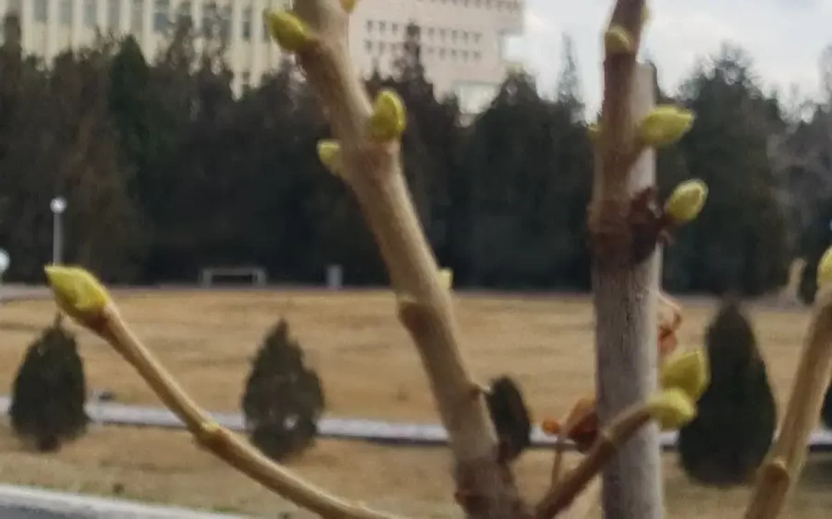 Түркістанда ағаштар бүршік ата бастады