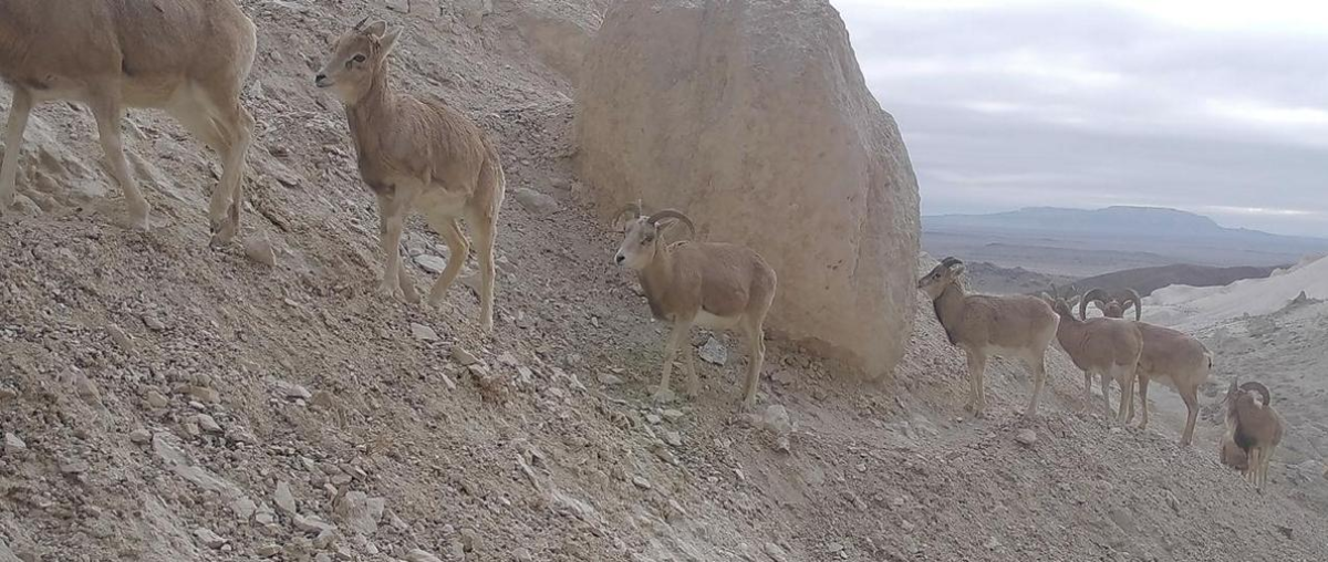 Герои фотоловушек: к водопою в Мангистау приходят лисы, волки и архары
