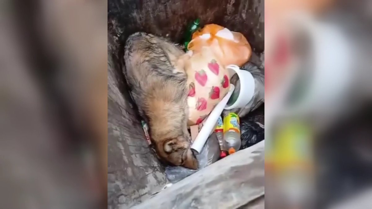 Оралда қоқыс жәшігінен табылған иттердің өлексесі дау туғызды