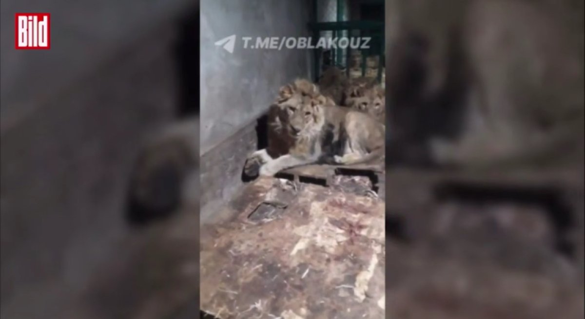 В Узбекистане смотрителя частного зоопарка загрызли львы