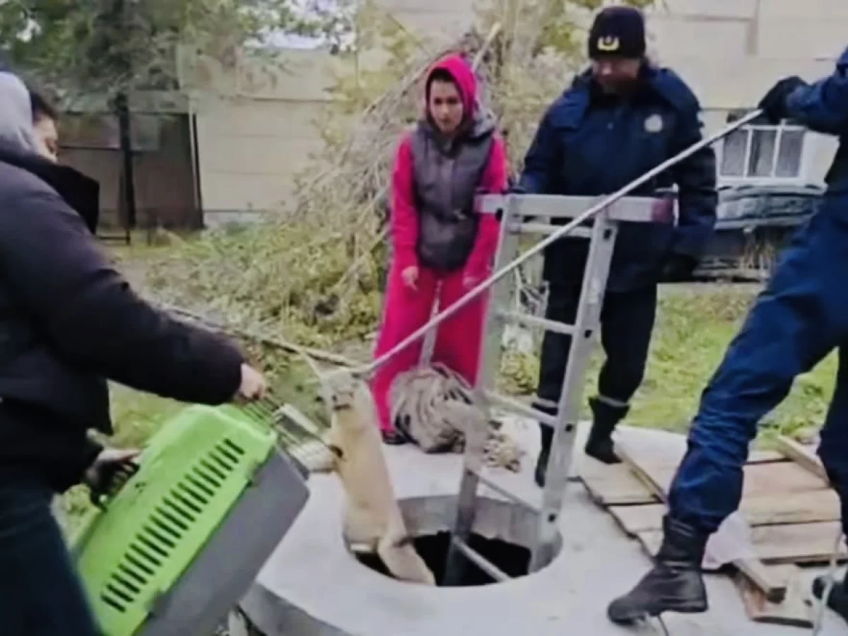 Операцию по спасению лисенка развернули в Костанае