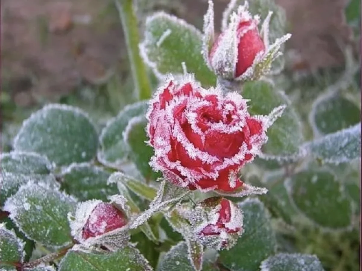 Заморозки в Алматы и области: погода в пятницу, 17 октября