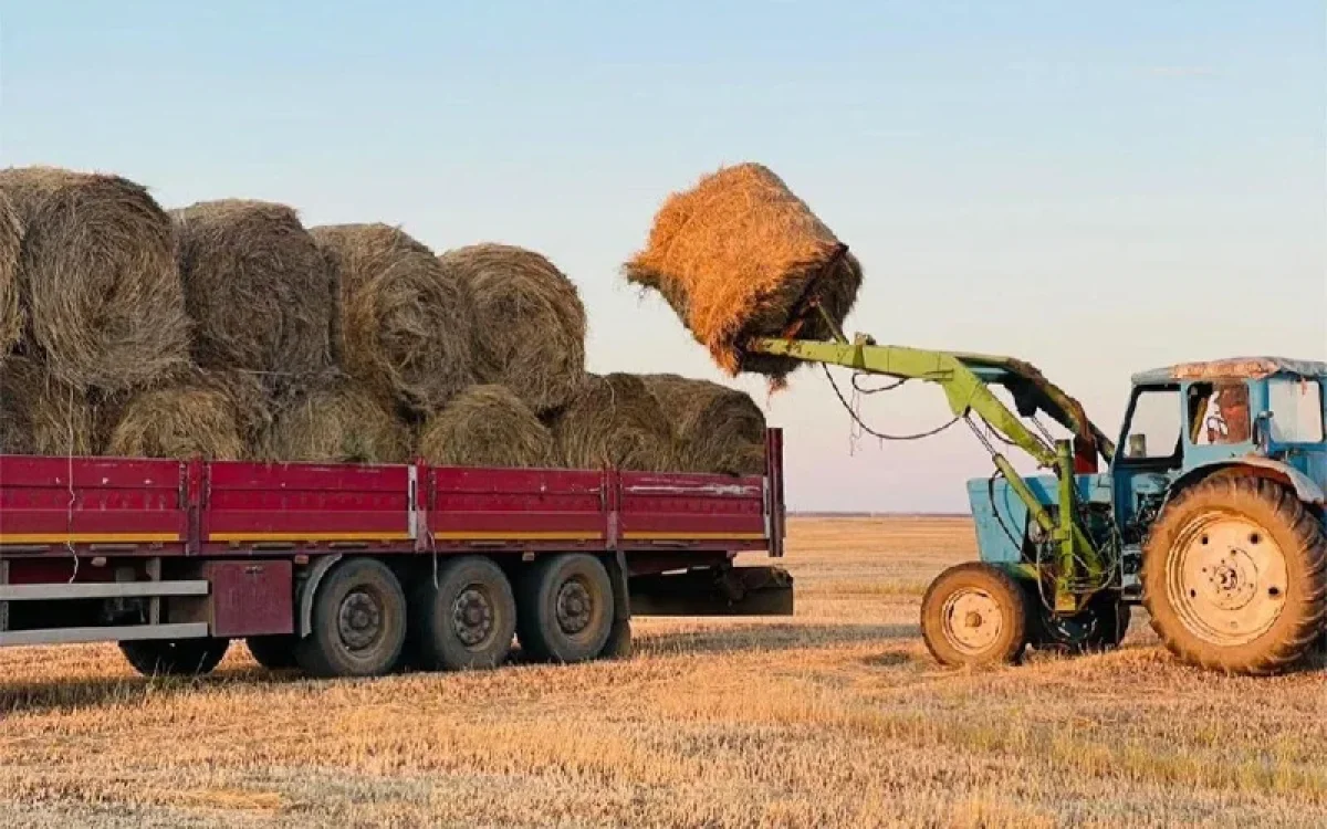 Павлодар өңірінде шөп бағасы өзгерді