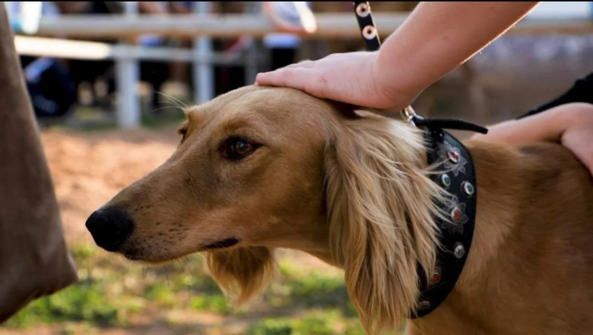 Казахская тазы — теперь официально признанная порода в мире