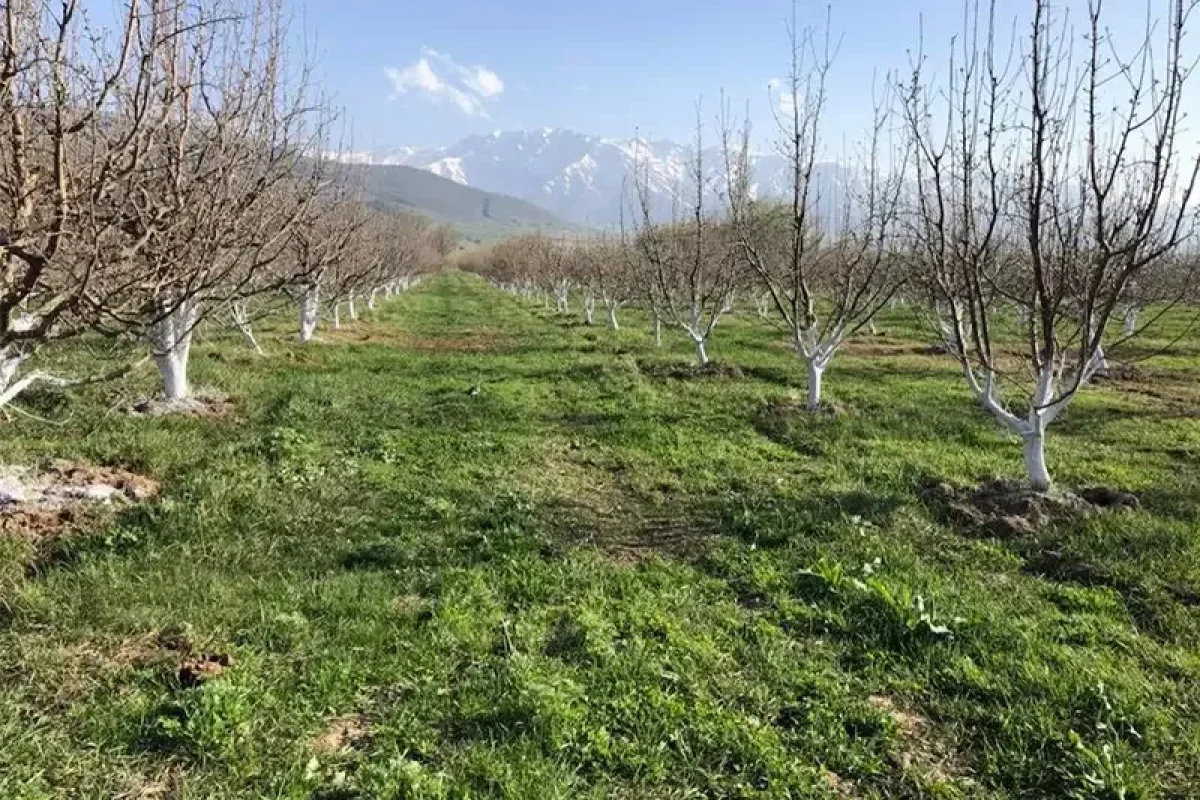 Миллионы тенге с яблоневых садов похитили через госфонд в Шымкенте, - АФМ