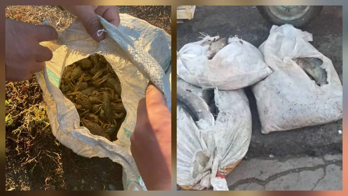 Заңсыз балық аулау фактілері анықталды