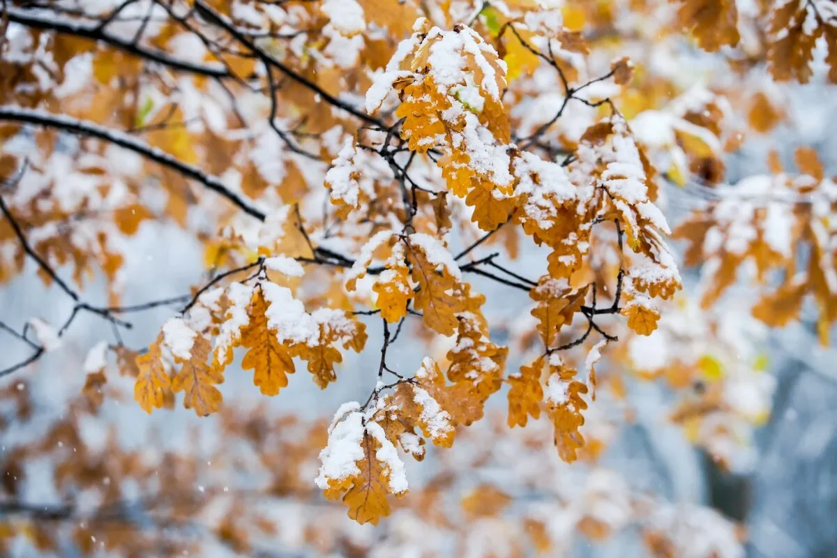 Ноябрь в Казахстане начнётся с похолодания и метелей