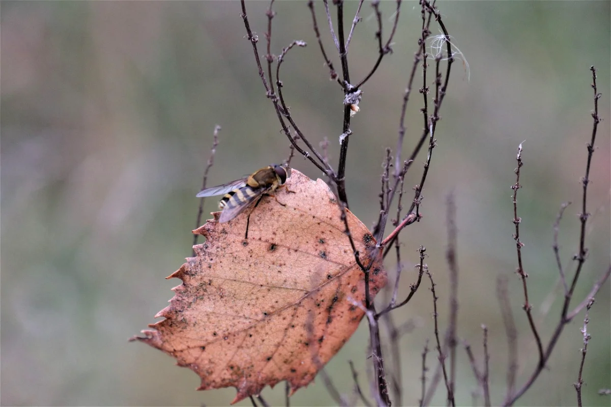 Прогноз погоды на 3 ноября 2025 года в Астане, Алматы и Шымкенте