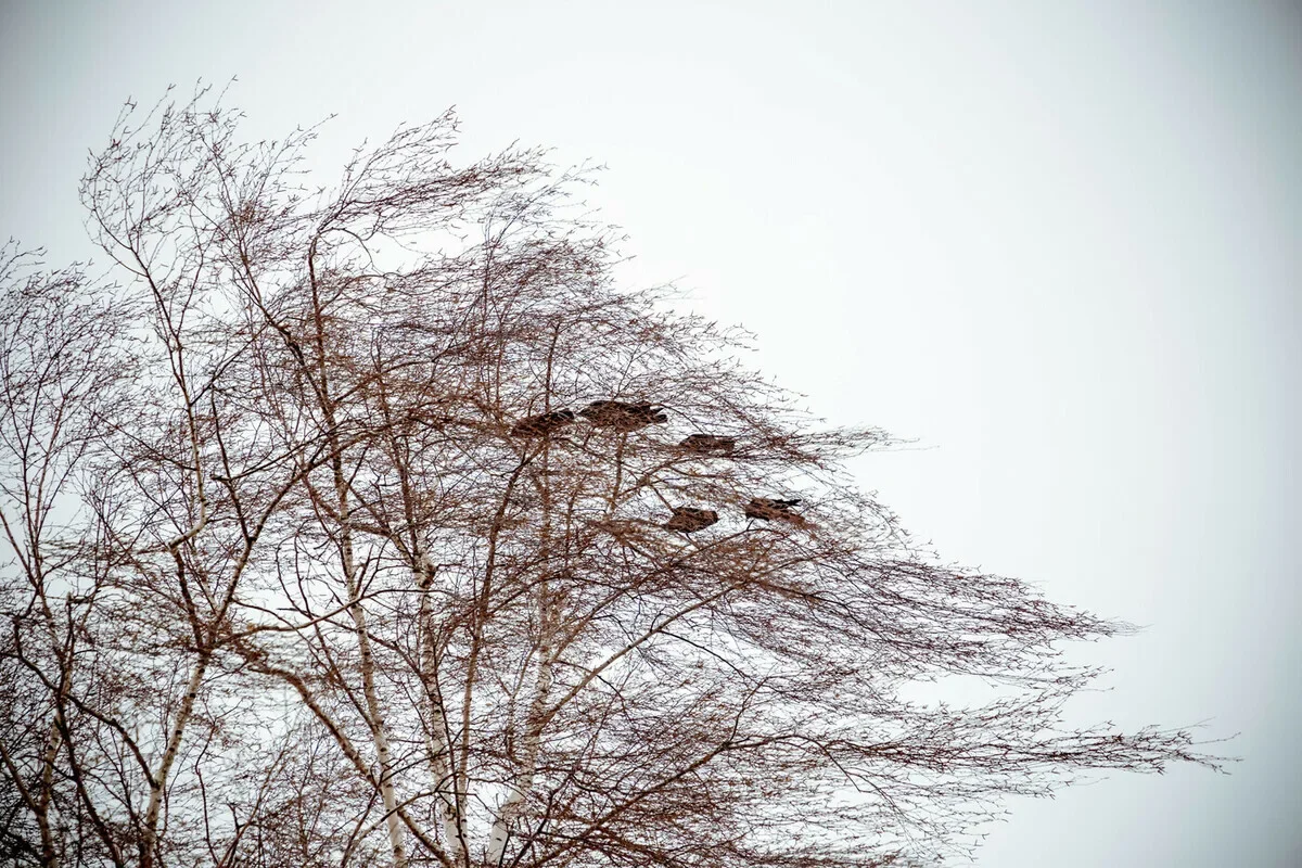 Метели и мороз: МЧС обратилось к казахстанцам из-за непогоды