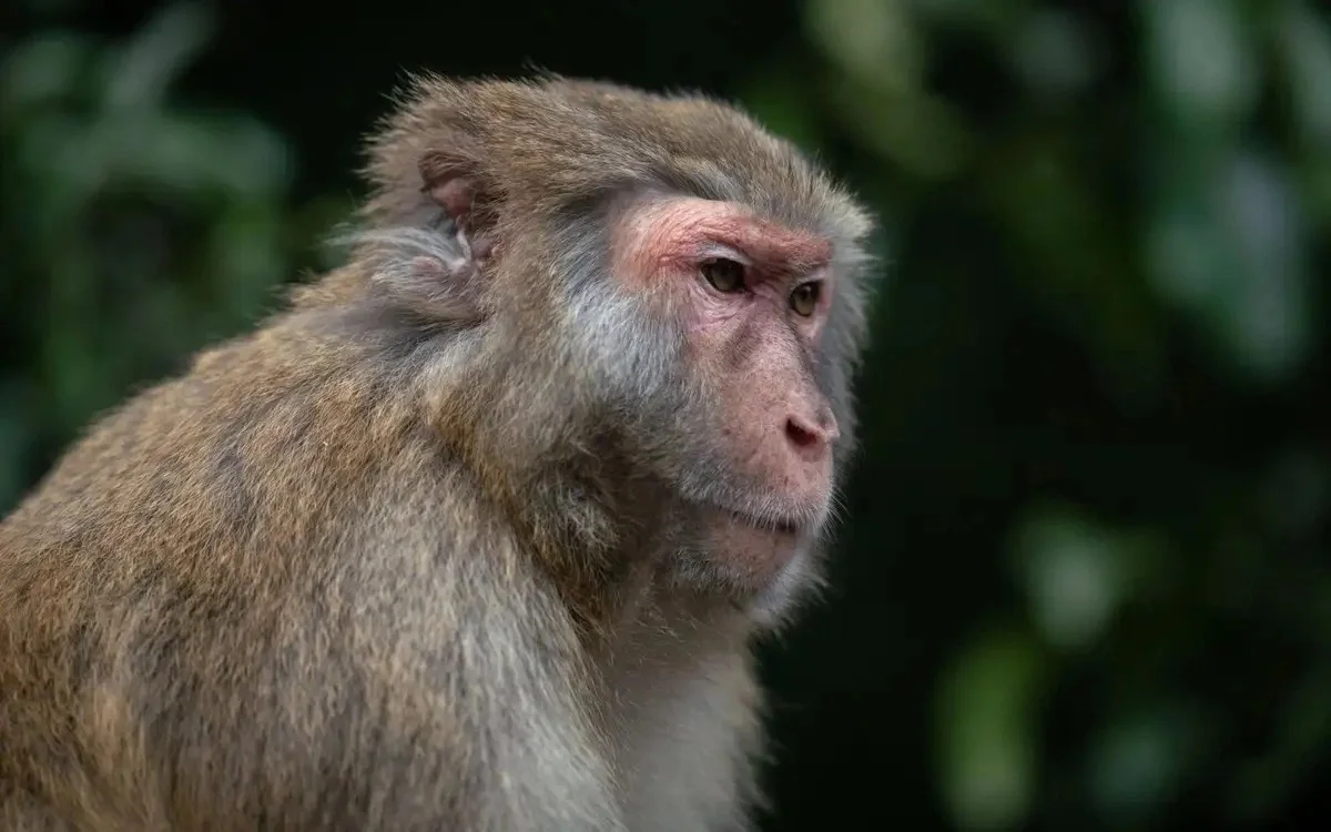 Америкалық әйел жол апатынан кейін қашып кеткен маймылды атып тастады