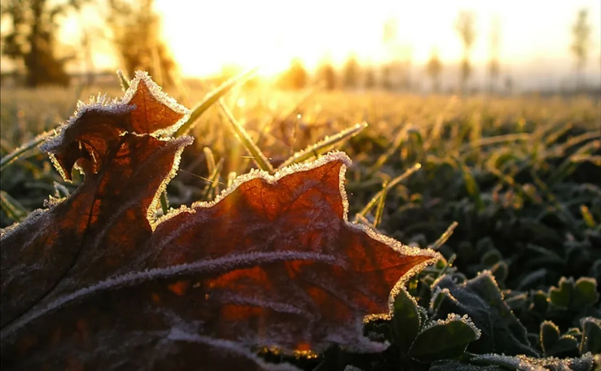 Резкое понижение дневных температур прогнозируют синоптики