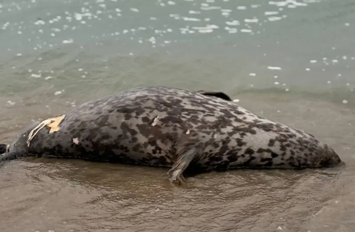 Мёртвых тюленей обнаружили в Мангистау