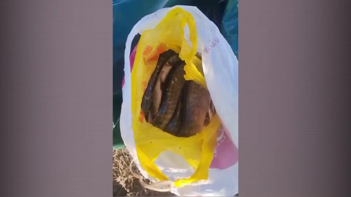 94 факта правонарушении природоохранного законодательства выявили павлодарские полицейские