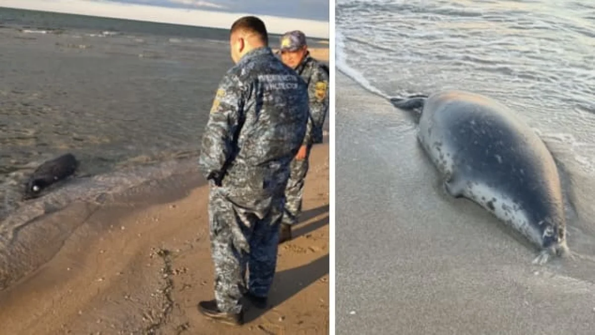 Массовую гибель тюленей зафиксировали на Каспии