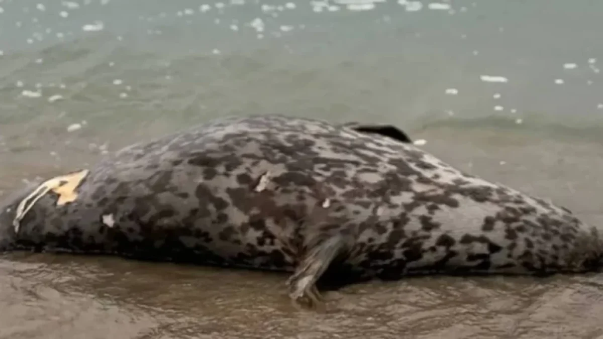 Каспий жағалауынан 112 итбалықтың өлексесі табылды