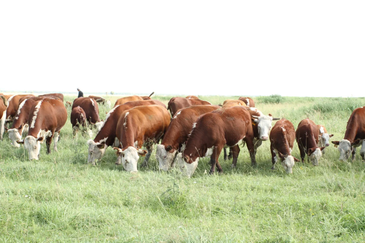 Жамбыл облысында мал ұрлығымен айналысқан қылмыстық топтар әшкереленді