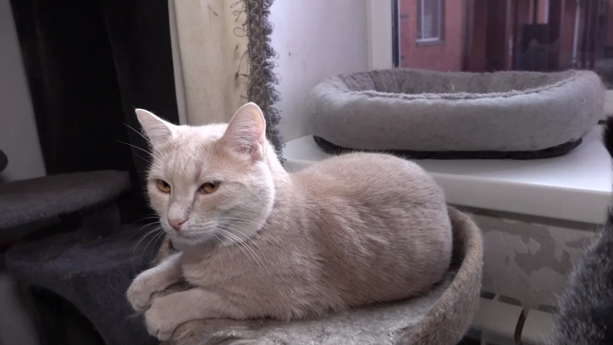 Сирота из Петропавловска приютила у себя свыше сотни бездомных животных