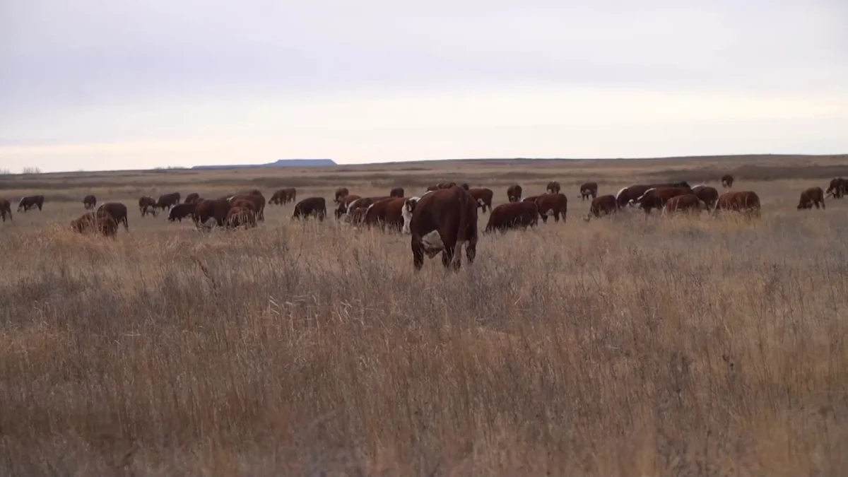 Актюбинские фермеры несут огромные убытки из-за скотокрадов