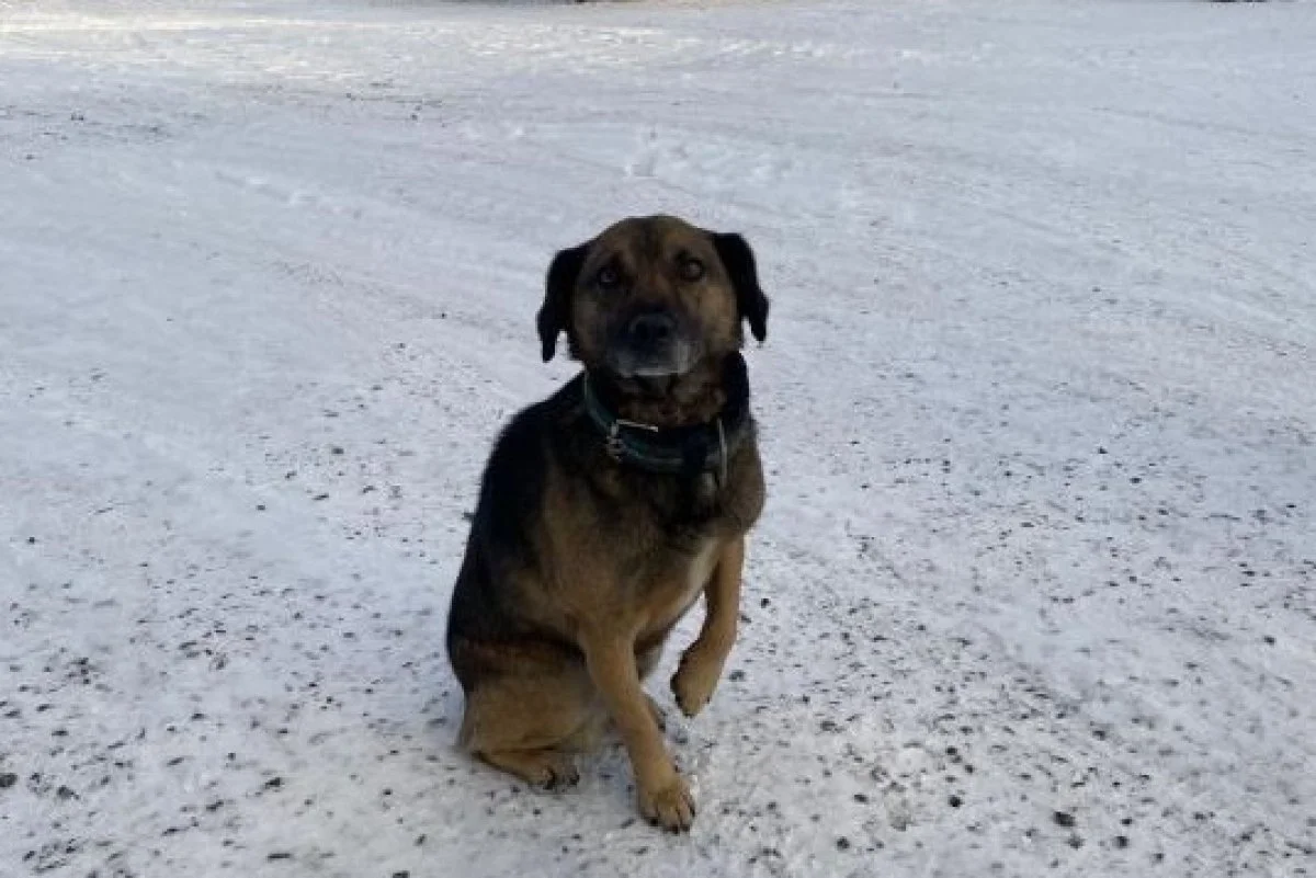 Хатико по-павлодарски: история о преданности, которая тронула сердца