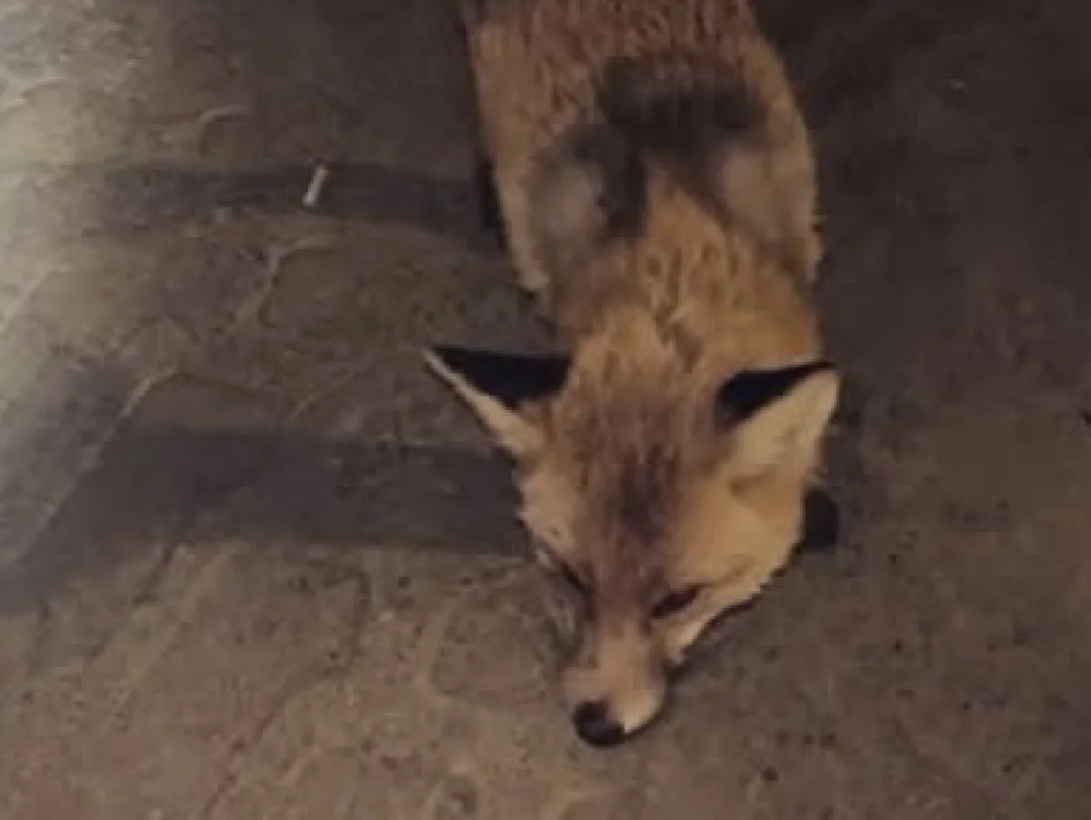 «Нашествие» агрессивных лис в Житикаре прокомментировали в прокуратуре