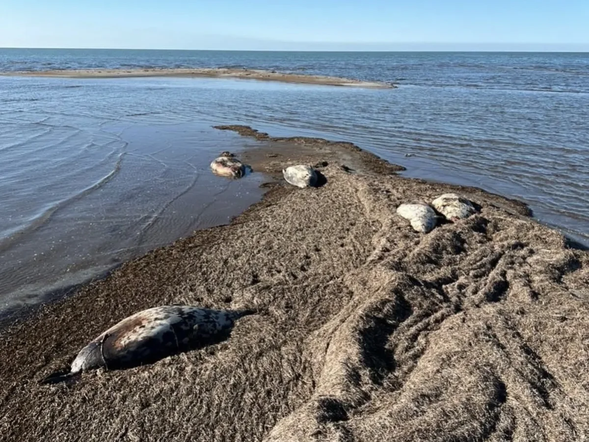 Десятки мертвых тюленей обнаружены на побережье острова в Мангистауской области