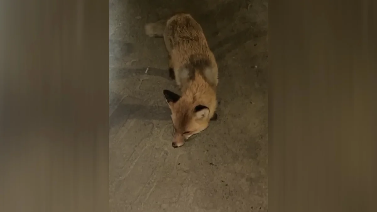 Қостанай облысындағы Жітіқарада түлкі қаптады