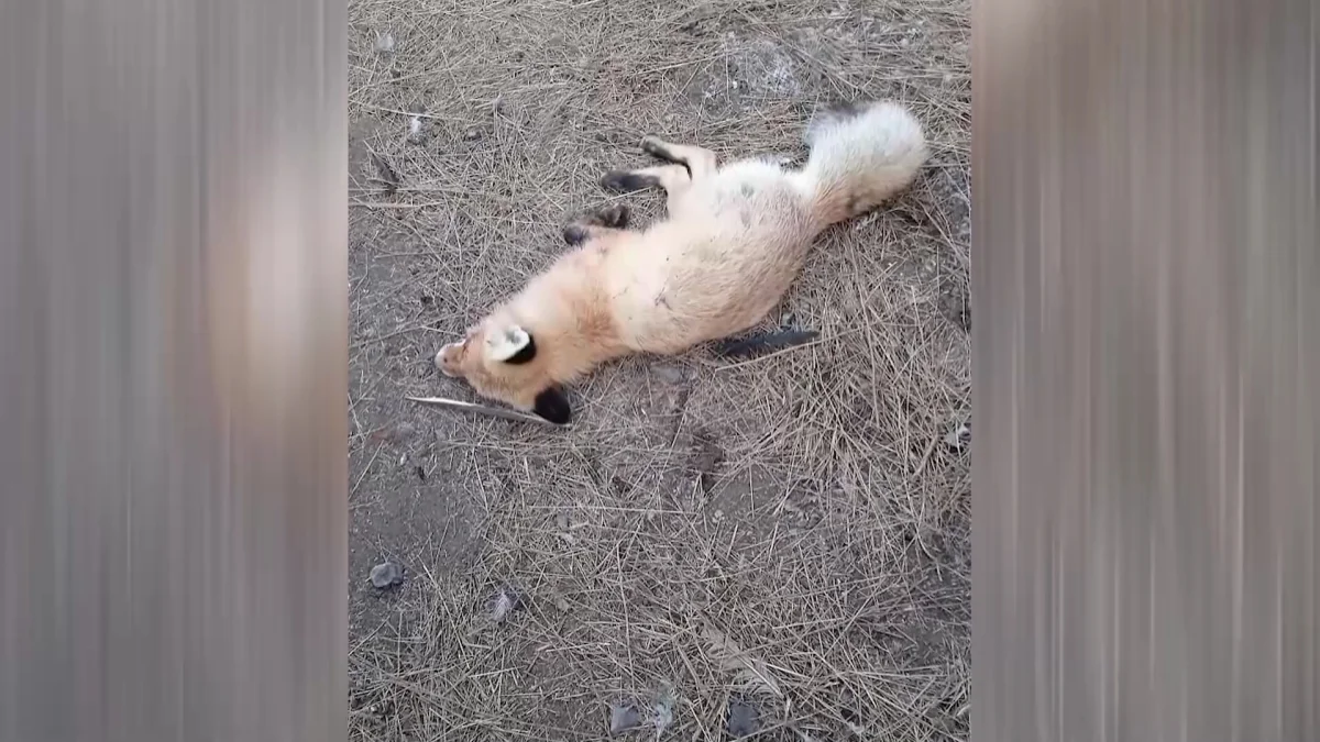 4 случая нападения лисы на человека зафиксировано в Житикаре