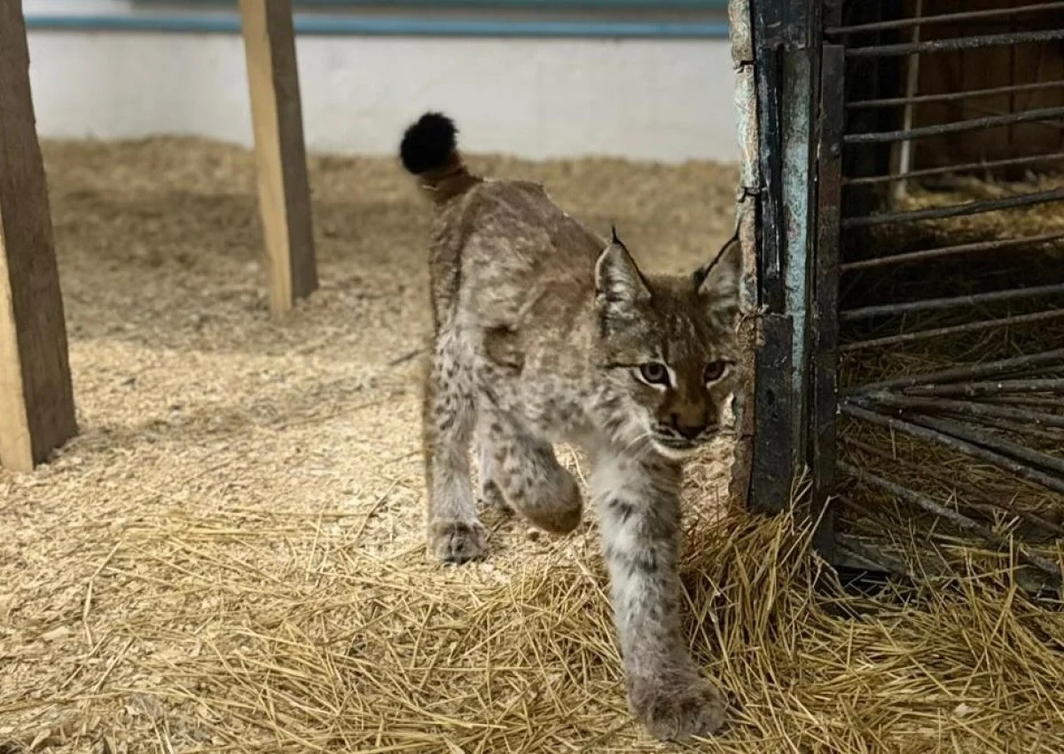 В Семее спасли детёныша рыси, пришедшего в село в поисках пищи