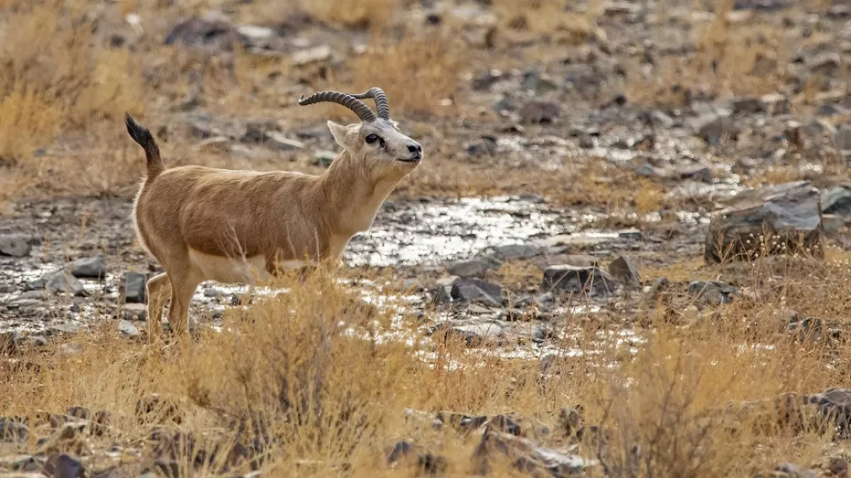 Қызыл кітапқа енген қарақұйрықты заңсыз аулағаны үшін сотталды
