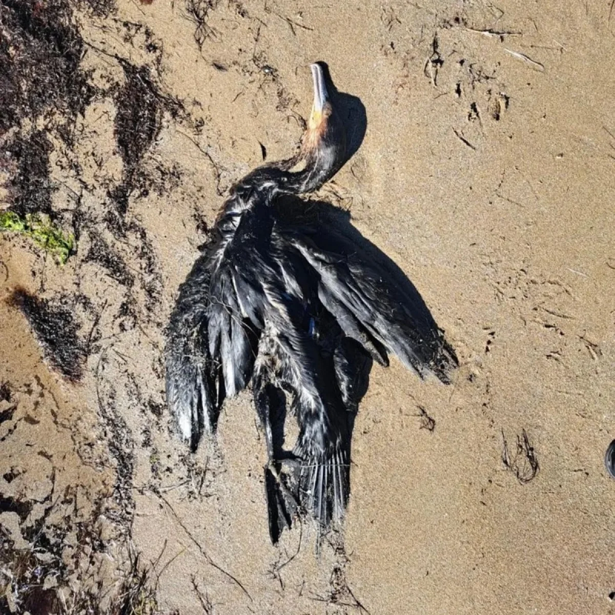 Теңіз жағасынан құстардың өлексесі табылды