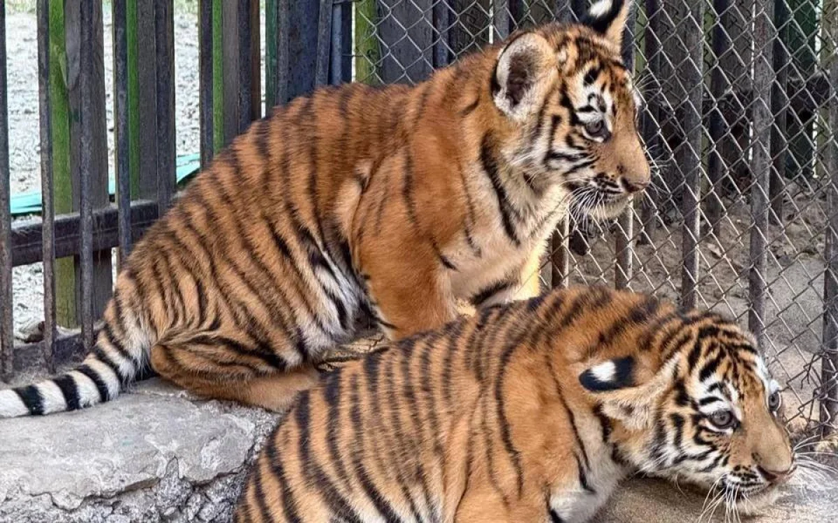 Амур жолбарысын Қазақстан табиғатына бейімдеу жоспары қабылданды