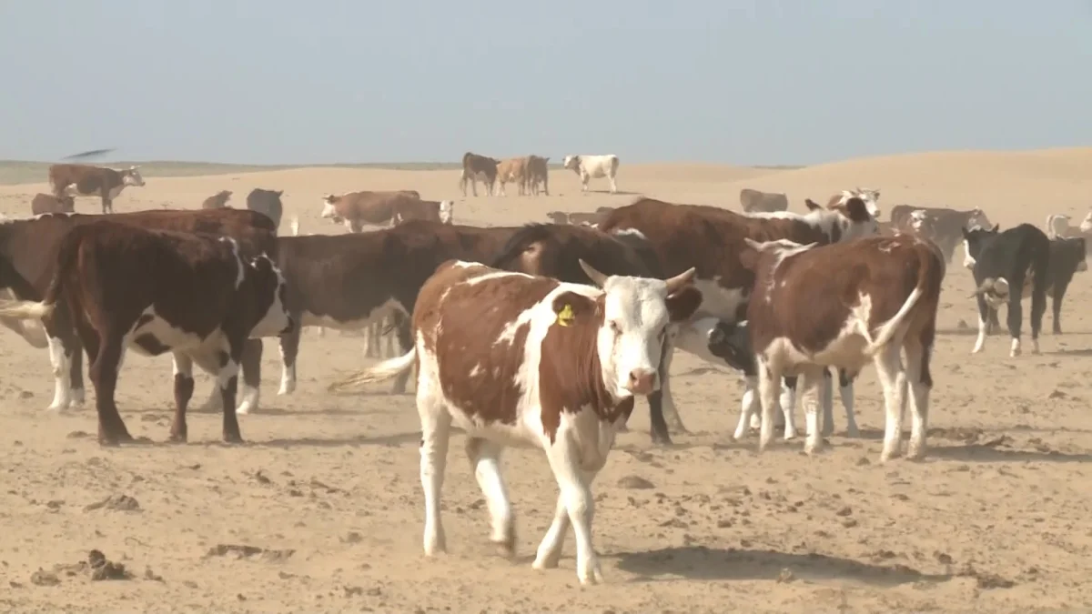 Атырауда ірі қара белгісіз індетке шалдықты