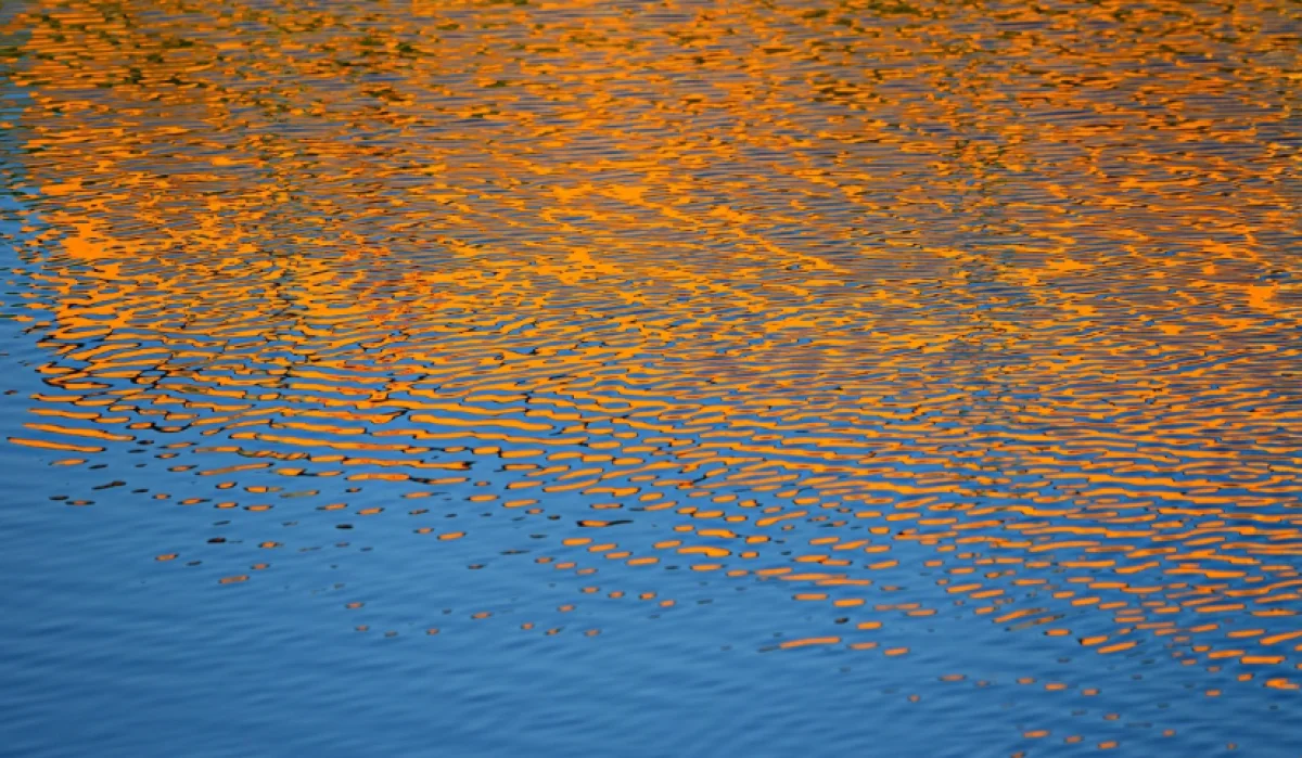 В московском пруду обнаружили останки ребенка