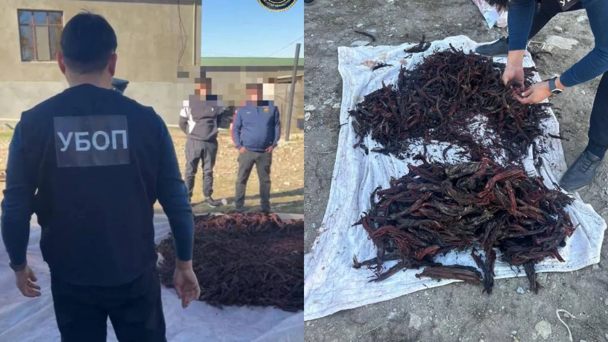 Түркістан облысында Қызыл кітапта енген өсімдікті заңсыз жинаған күдіктілер ұсталды