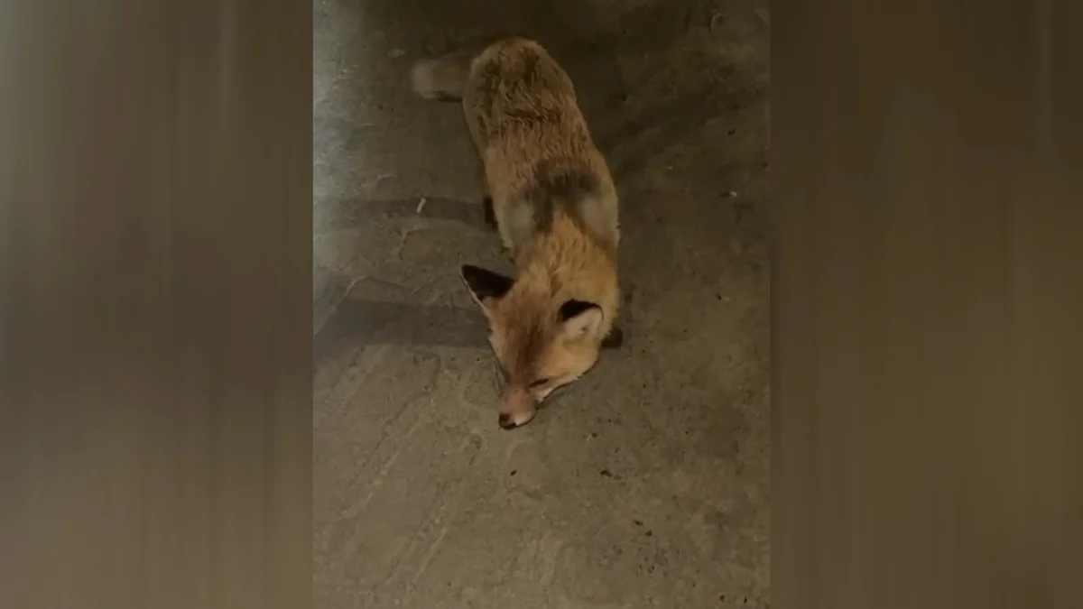 Бороться с дикими лисами намерены в Костанайской области