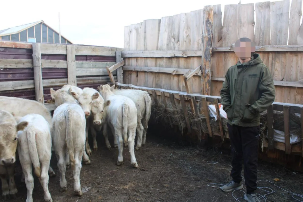 Дерзкого скотокрада задержали в Костанайской области