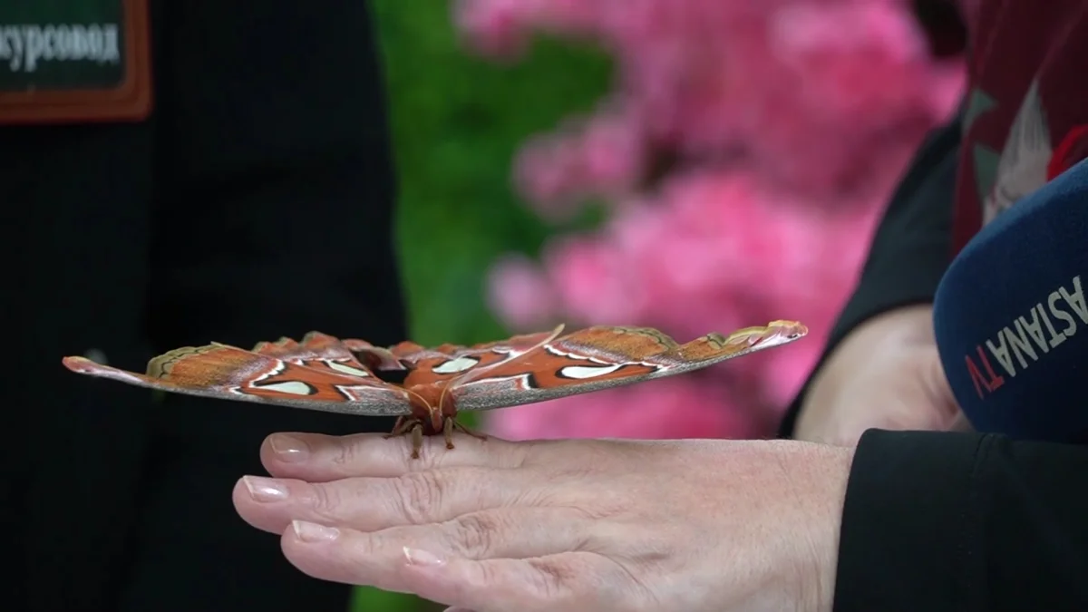 Выставка живых тропических бабочек открылась в Уральске