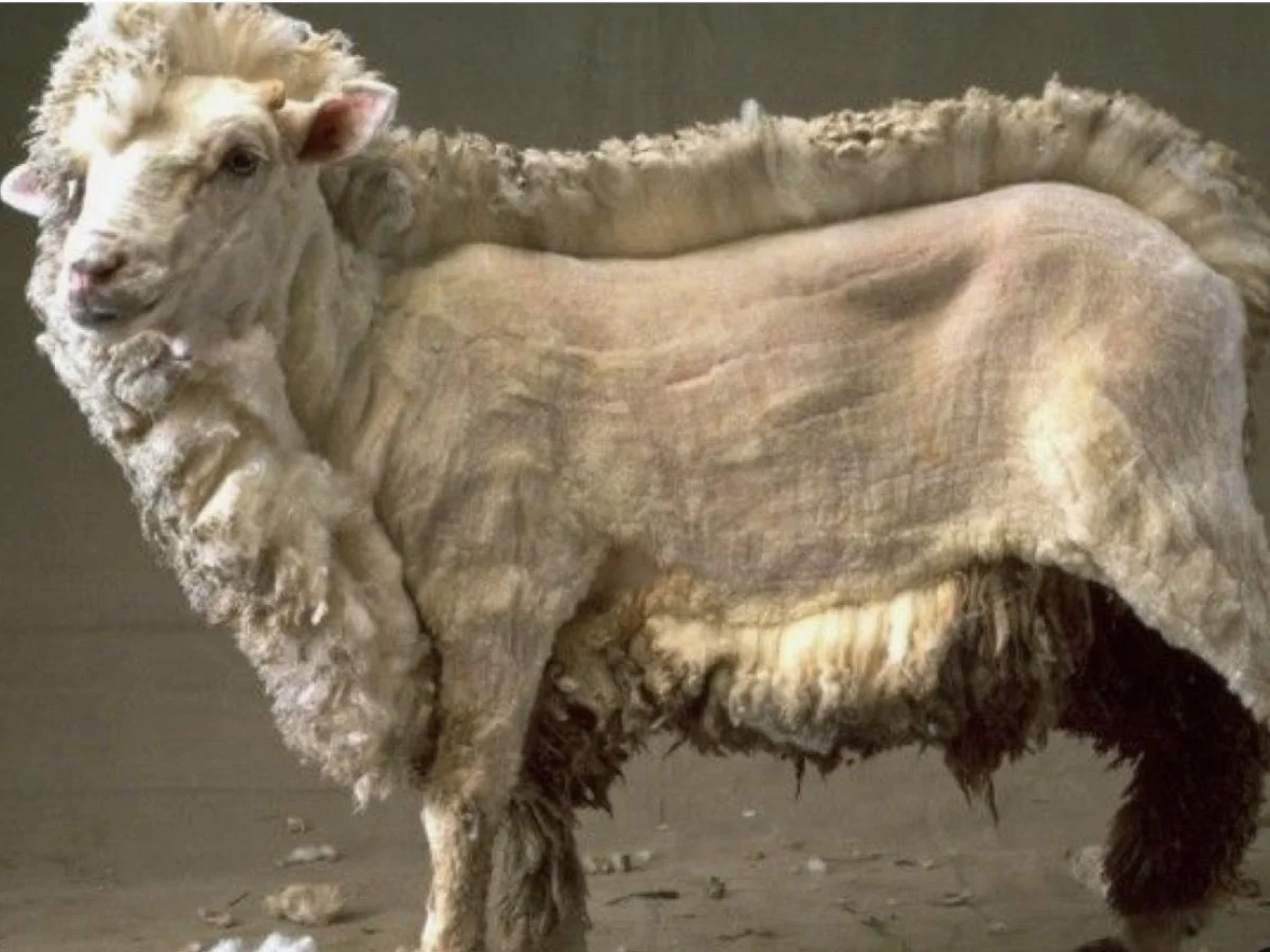 100 тысяч несуществующих баранов ради субсидий зарегистрировали в Туркестанской области