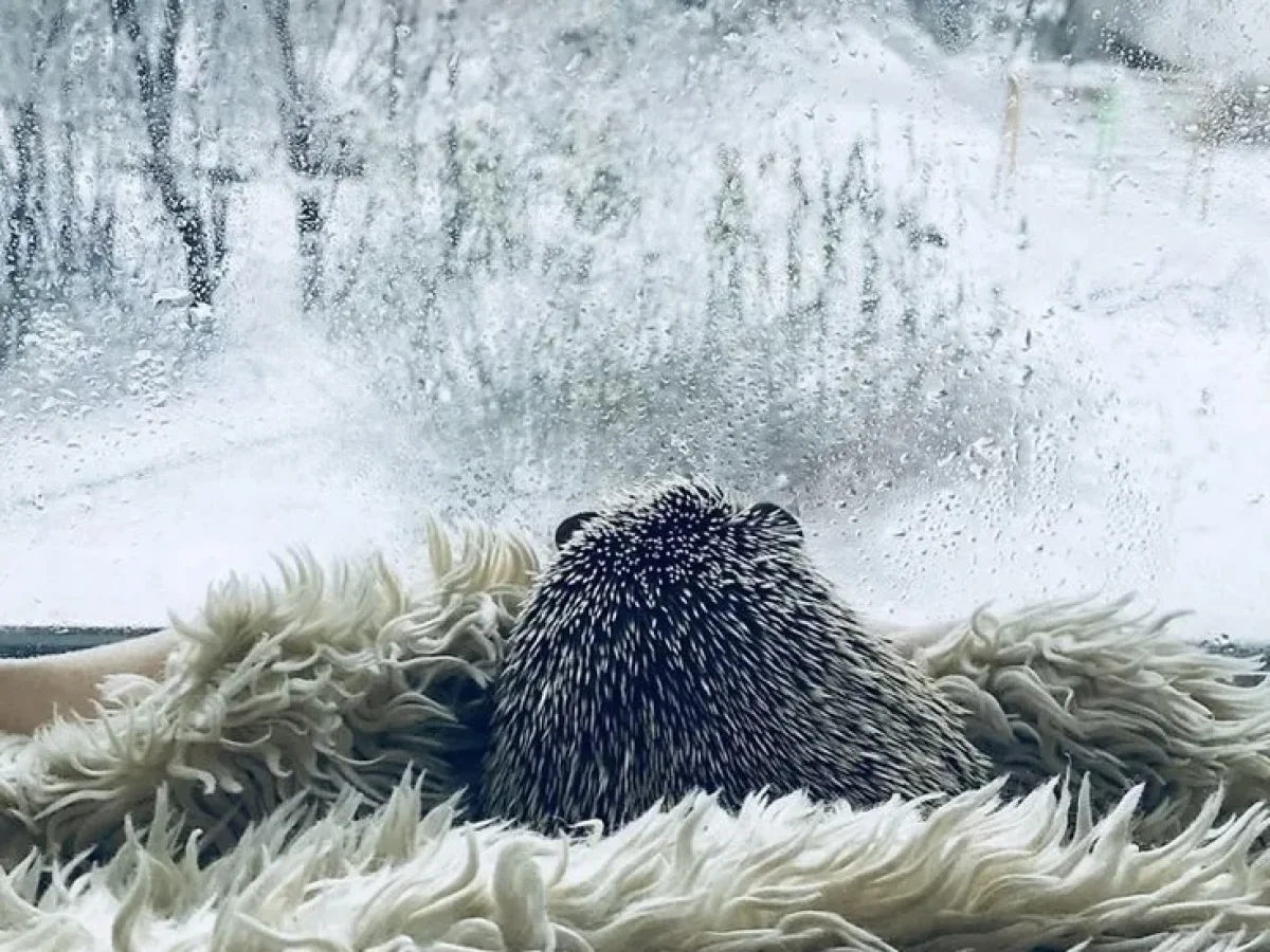 Гололед и ветер в Астане, без осадков в Алматы: погода в субботу, 22 ноября