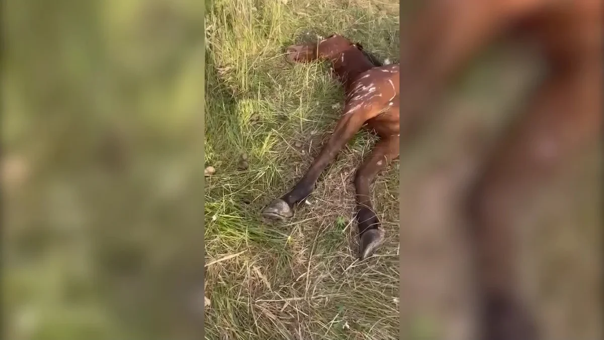 Түркістан облысындағы Бәйдібек ауданында түз тағылары төрт түлікті қырып барады