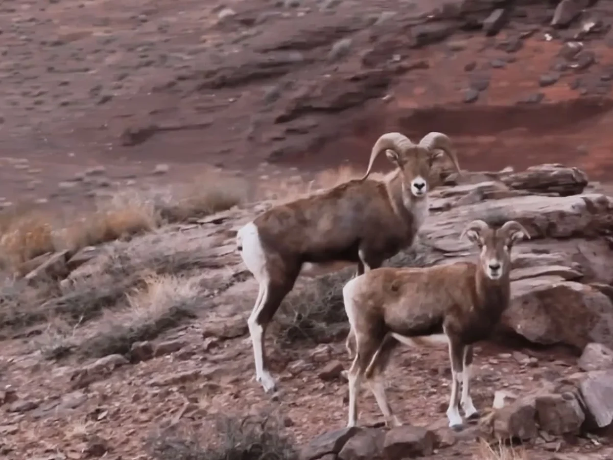 Краснокнижного архара сняли на видео в казахстанском заповеднике