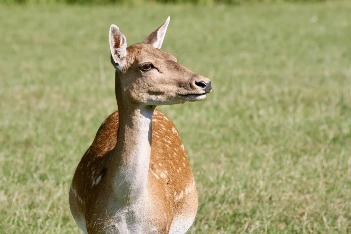 Әлемдегі киіктің 98%-ы Қазақстанда мекендейді